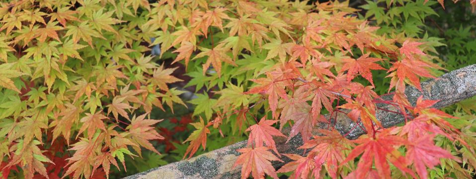 信頼の品質と魅力的な品揃い・豊かな食材と美味しい店創り
